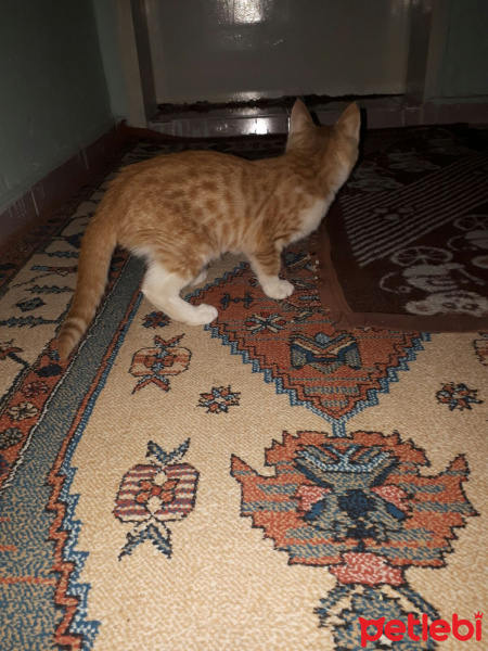 American Shorthair, Kedi  Sarışın fotoğrafı