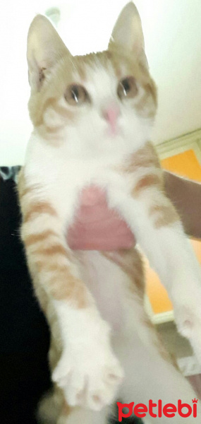 American Shorthair, Kedi  Sarışın fotoğrafı