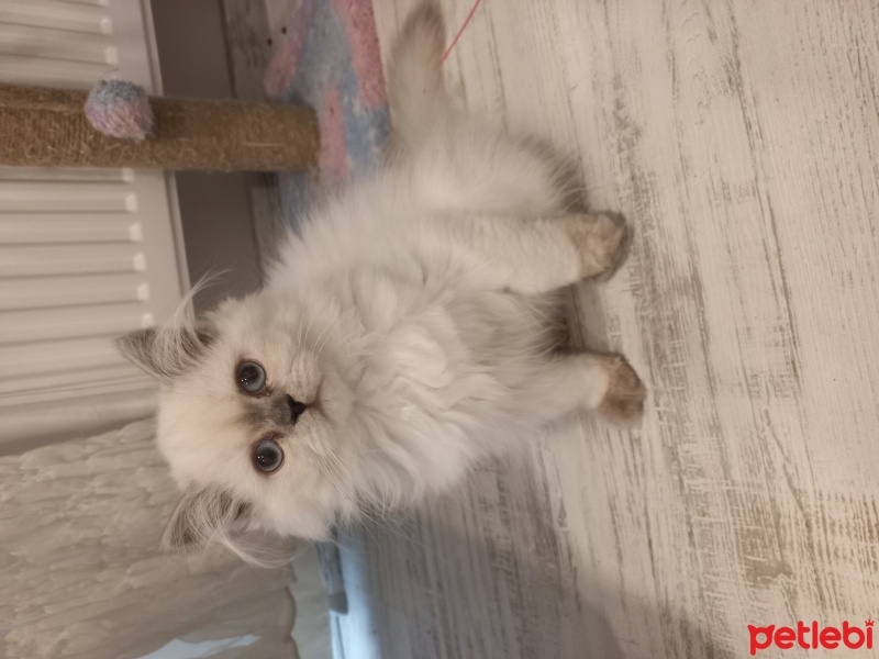 British Longhair, Kedi  Boncuk fotoğrafı