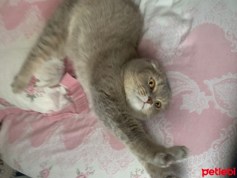 Scottish Fold, Kedi  Tarçın fotoğrafı