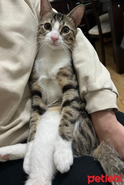 Tekir Kedi, Kedi  Paşa fotoğrafı