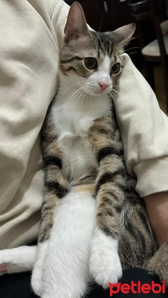 Tekir Kedi, Kedi  Paşa fotoğrafı