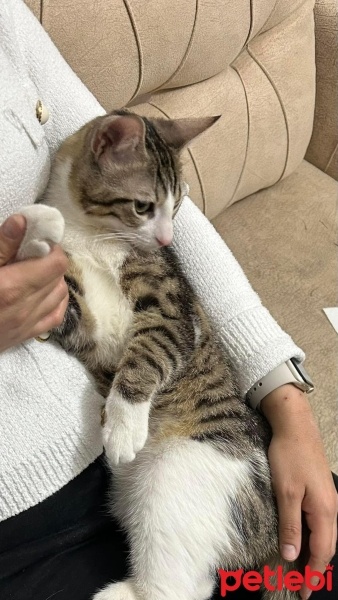 Tekir Kedi, Kedi  Paşa fotoğrafı