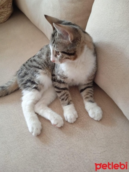 Tekir Kedi, Kedi  Paşa fotoğrafı