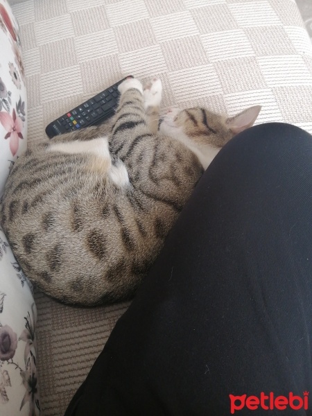 Tekir Kedi, Kedi  Paşa fotoğrafı