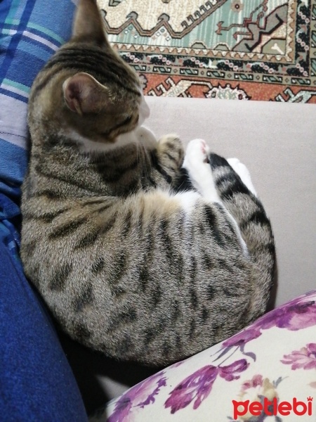 Tekir Kedi, Kedi  Paşa fotoğrafı