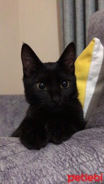 Bombay, Kedi  Alis fotoğrafı