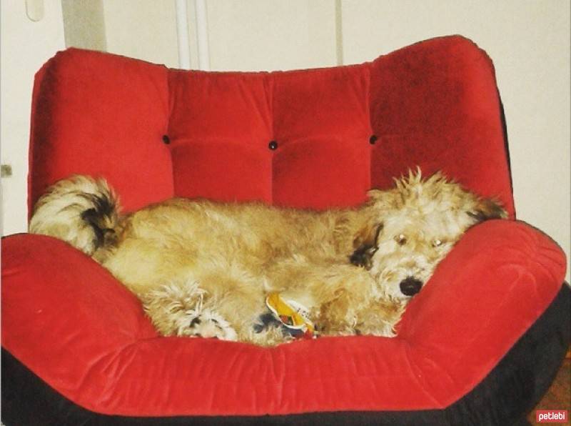 Border Terrier, Köpek  çirkin fotoğrafı