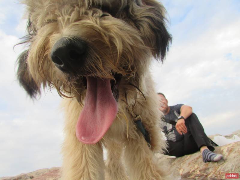 Border Terrier, Köpek  çirkin fotoğrafı