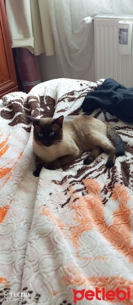 Siyam Kedisi, Kedi  Oscar fotoğrafı