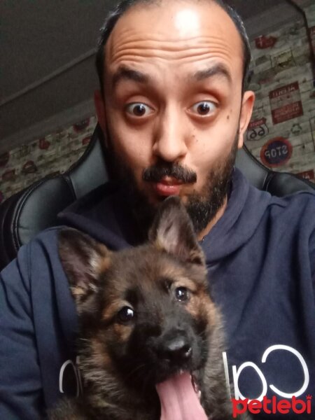 Alman Çoban Köpeği, Köpek  Bella fotoğrafı