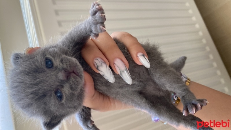 British Shorthair, Kedi  Bebek fotoğrafı