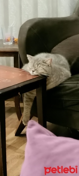 British Shorthair, Kedi  Mızmız fotoğrafı