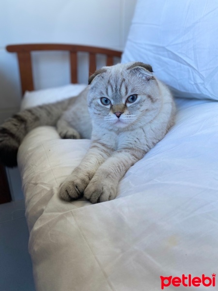 Scottish Fold, Kedi  Öfke fotoğrafı