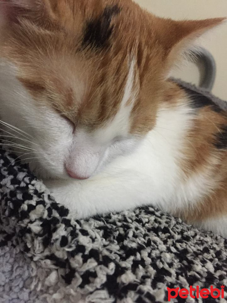 Tekir Kedi, Kedi  Ala fotoğrafı