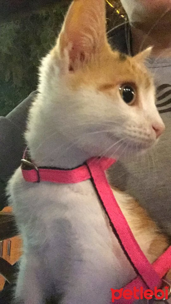 Tekir Kedi, Kedi  Ala fotoğrafı
