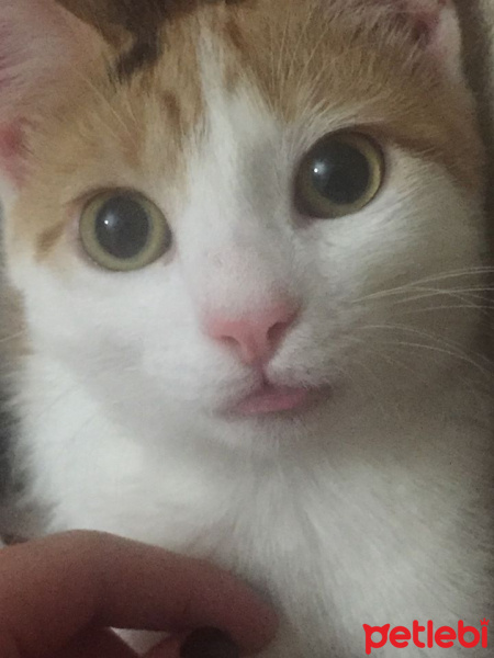 Tekir Kedi, Kedi  Ala fotoğrafı