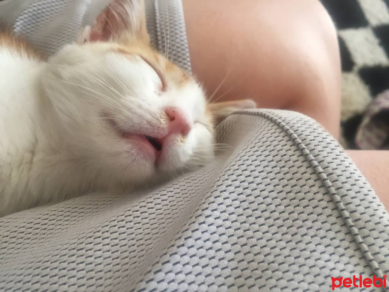 Tekir Kedi, Kedi  Ala fotoğrafı