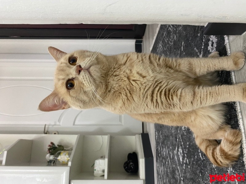 Brazilian Shorthair, Kedi  Mocha fotoğrafı
