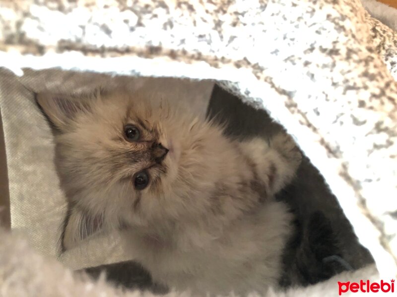 British Longhair, Kedi  Daijin fotoğrafı