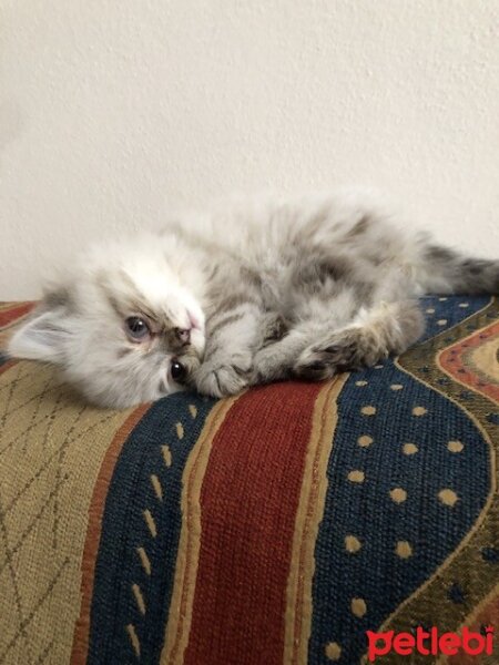 British Longhair, Kedi  Daijin fotoğrafı