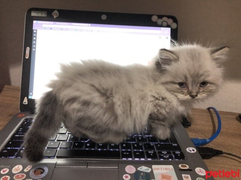 British Longhair, Kedi  Daijin fotoğrafı