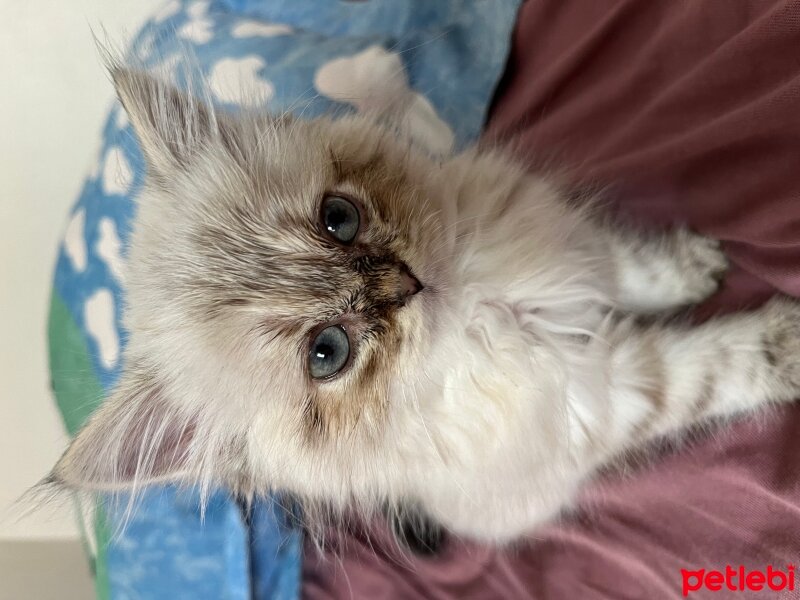 British Longhair, Kedi  Daijin fotoğrafı