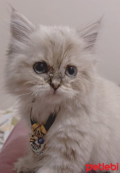 British Longhair, Kedi  Daijin fotoğrafı