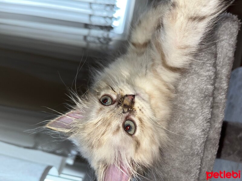 British Longhair, Kedi  Daijin fotoğrafı