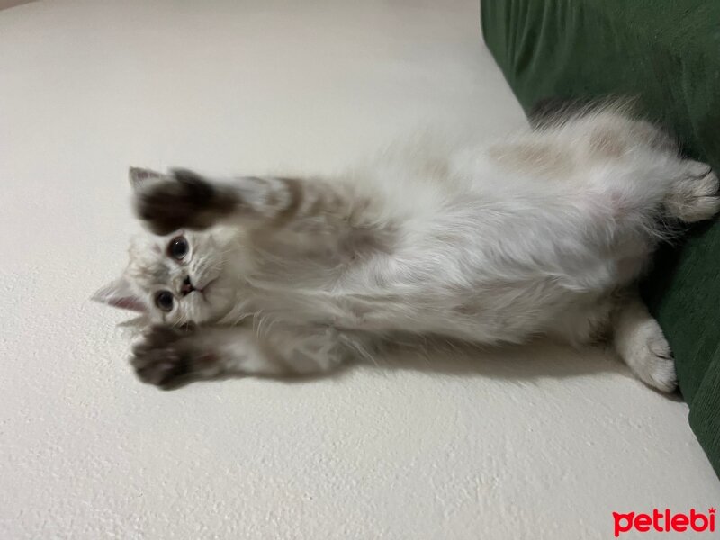 British Longhair, Kedi  Daijin fotoğrafı