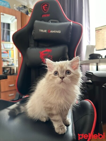 British Longhair, Kedi  Daijin fotoğrafı