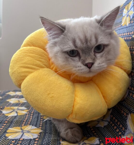 British Longhair, Kedi  Daijin fotoğrafı