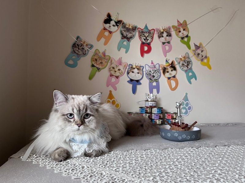 British Longhair, Kedi  Daijin fotoğrafı