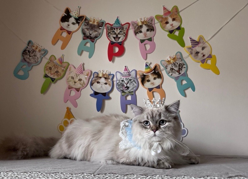 British Longhair, Kedi  Daijin fotoğrafı