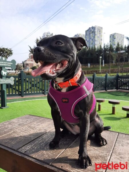 Staffordshire Bull Terrier, Köpek  Odessa fotoğrafı