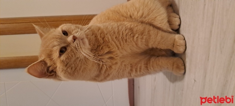 British Shorthair, Kedi  Paşa fotoğrafı
