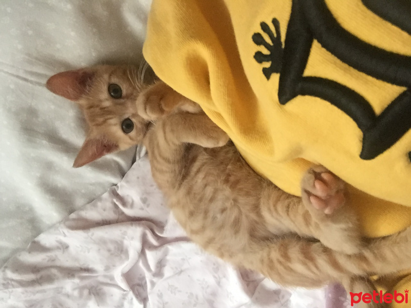 Tekir Kedi, Kedi  Pika fotoğrafı