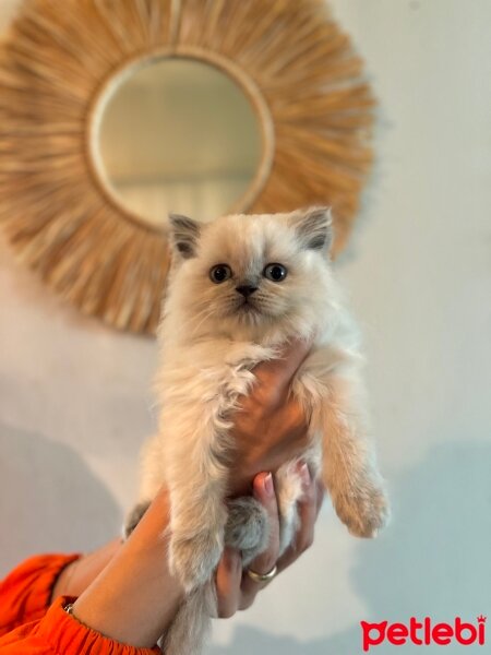 British Longhair, Kedi  İSİMSİZ fotoğrafı