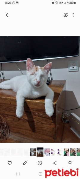 Sarman, Kedi  HERKÜL fotoğrafı