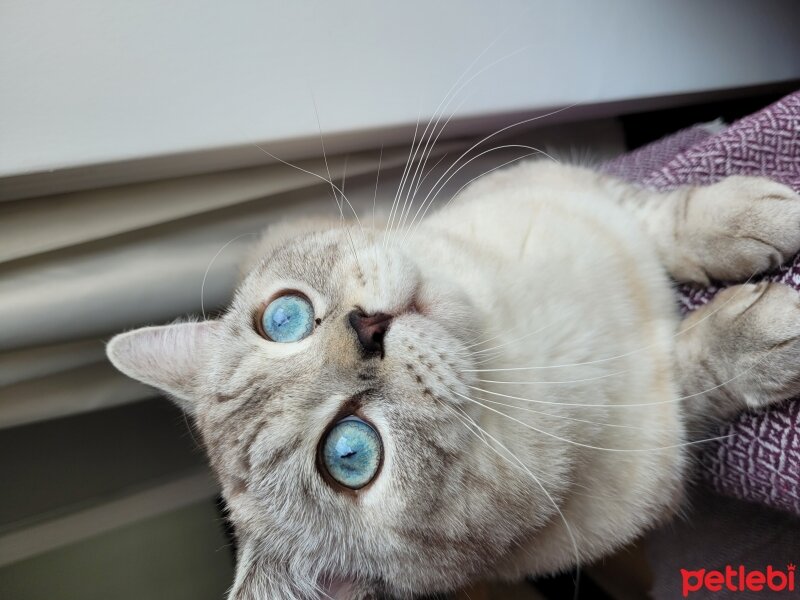 British Shorthair, Kedi  Çiko fotoğrafı