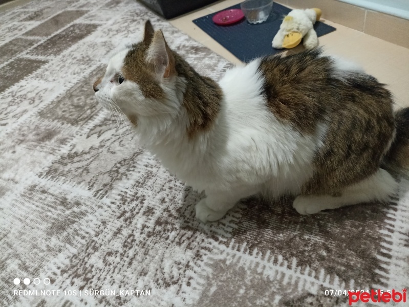Tekir Kedi, Kedi  Bıdık fotoğrafı