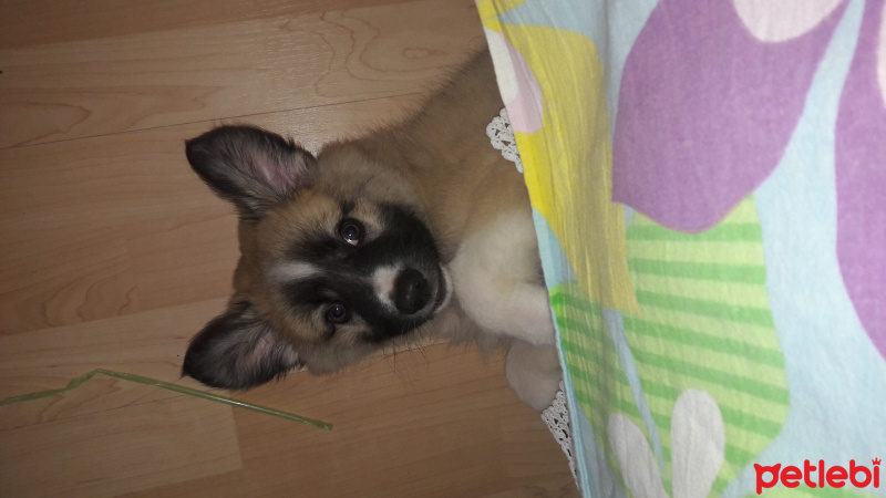 Kangal, Köpek  MAYS fotoğrafı