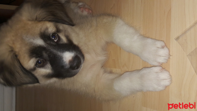 Kangal, Köpek  MAYS fotoğrafı