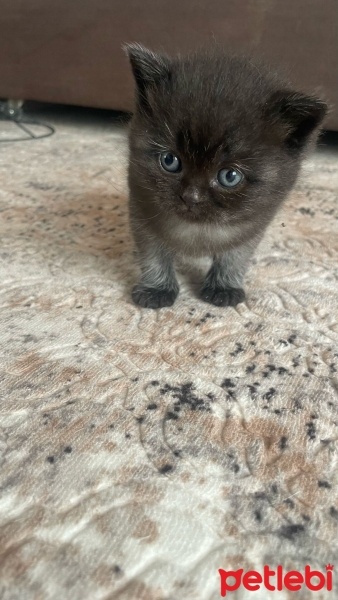 British Shorthair, Kedi  İsimsiz fotoğrafı