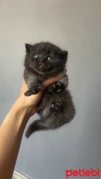 British Shorthair, Kedi  İsimsiz fotoğrafı