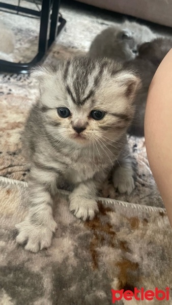 British Shorthair, Kedi  İsimsiz fotoğrafı