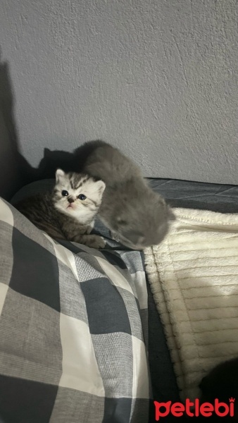 British Shorthair, Kedi  İsimsiz fotoğrafı