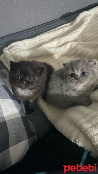 British Shorthair, Kedi  İsimsiz fotoğrafı