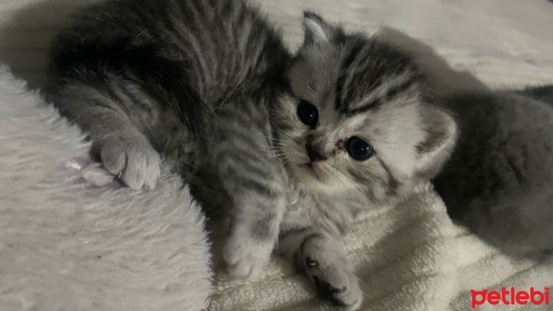 British Shorthair, Kedi  İsimsiz fotoğrafı