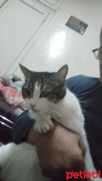 Tekir Kedi, Kedi  Minoş fotoğrafı